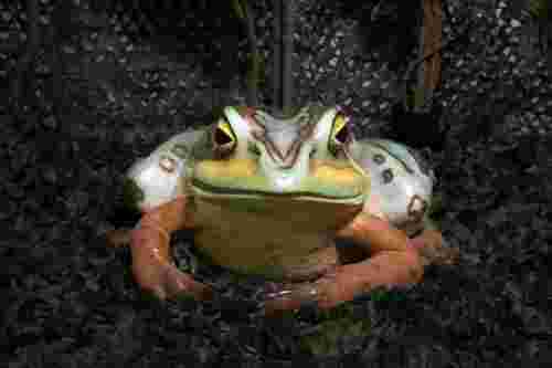 Large Frog Prop
