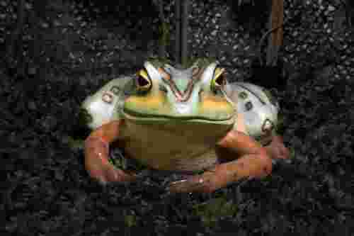Large frog prop