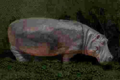 Hippopotamus Prop